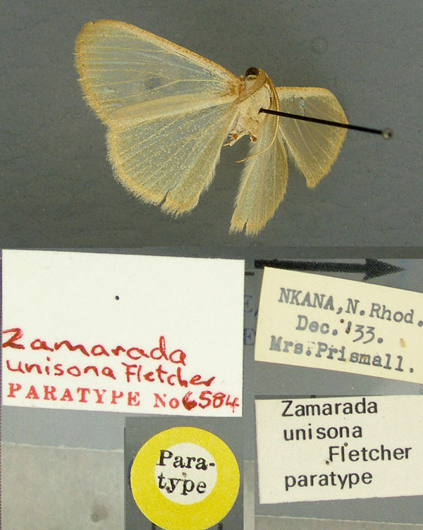 /filer/webapps/moths/media/images/U/unisona_Zamarada_PT_TMSA.jpg