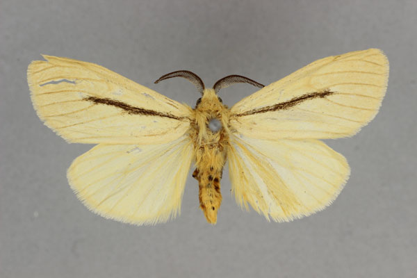 /filer/webapps/moths/media/images/U/unistriga_Epilacydes_AM_BMNH.jpg