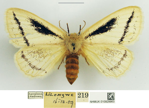 /filer/webapps/moths/media/images/U/unistriga_Phiala_AF_NHMUK_01.jpg