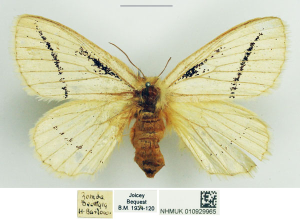 /filer/webapps/moths/media/images/U/unistriga_Phiala_AF_NHMUK_02.jpg