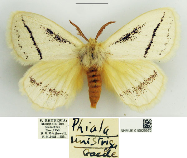 /filer/webapps/moths/media/images/U/unistriga_Phiala_AM_NHMUK_01.jpg