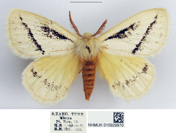 /filer/webapps/moths/media/images/U/unistriga_Phiala_AM_NHMUK_02.jpg