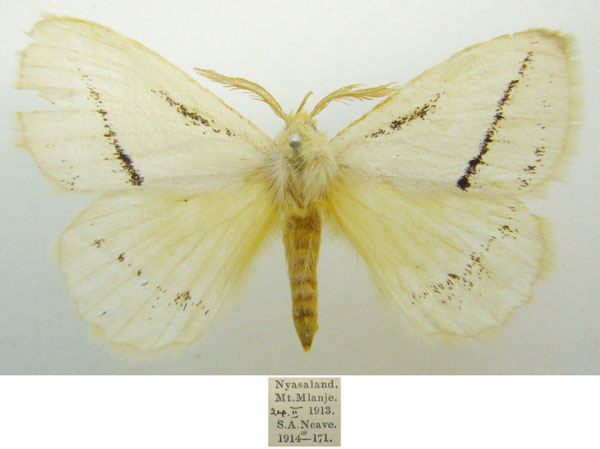 /filer/webapps/moths/media/images/U/unistriga_Phiala_AM_NHMUKa.jpg