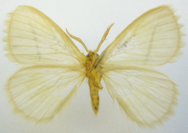 /filer/webapps/moths/media/images/U/unistriga_Phiala_HT_NHMUKb.jpg