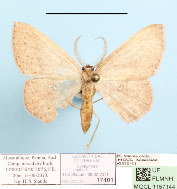 /filer/webapps/moths/media/images/U/unocula_Cyclophora_A_MGCLa_01.JPG