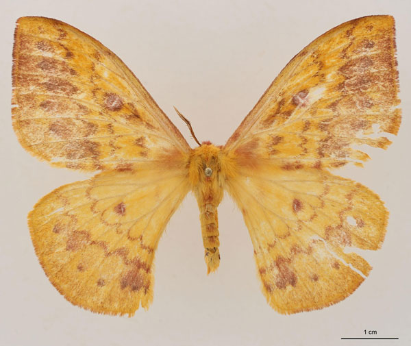 /filer/webapps/moths/media/images/U/upembana_Tagoropsiella_AT_RBINS_01.jpg