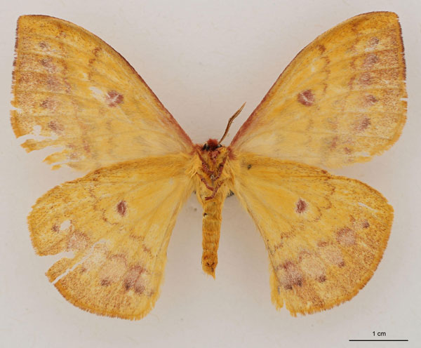 /filer/webapps/moths/media/images/U/upembana_Tagoropsiella_AT_RBINS_02.jpg