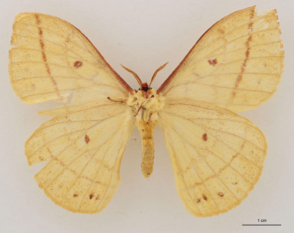 /filer/webapps/moths/media/images/U/upembana_Tagoropsiella_HT_RBINS_02.jpg