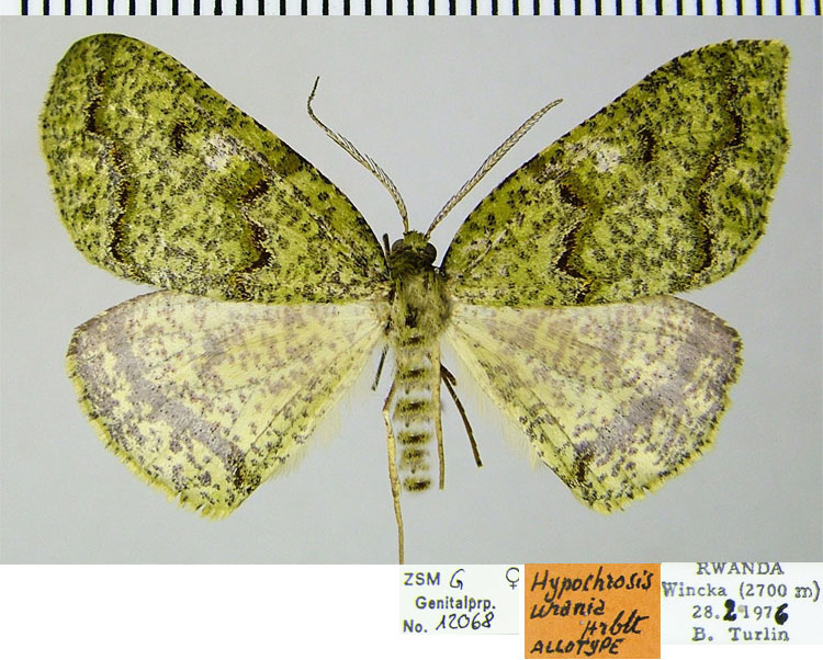 /filer/webapps/moths/media/images/U/urania_Hypochrosis_AT_ZSM.jpg