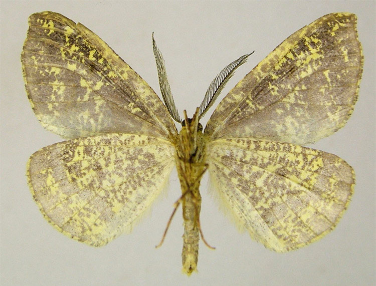 /filer/webapps/moths/media/images/U/urania_Hypochrosis_HT_ZSMb.jpg