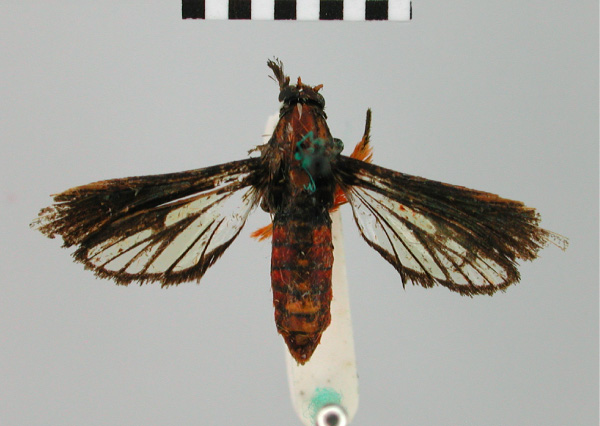 /filer/webapps/moths/media/images/U/uranopla_Grypopalpia_STF_BMNH.jpg