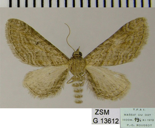 /filer/webapps/moths/media/images/U/urbanata_Eupithecia_AF_ZSM.jpg