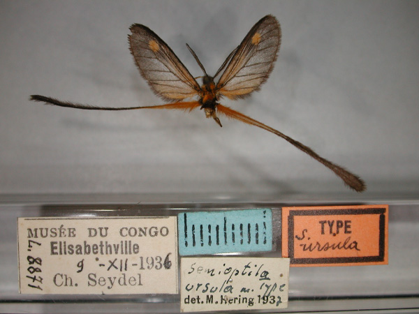 /filer/webapps/moths/media/images/U/ursula_Semioptila_HT_RMCA_01.jpg