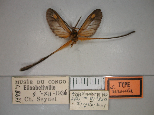 /filer/webapps/moths/media/images/U/ursula_Semioptila_HT_RMCA_02.jpg