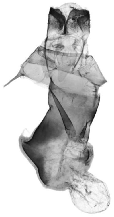 /filer/webapps/moths/media/images/U/usa_Tumicla_GFHT_HNHM.jpg
