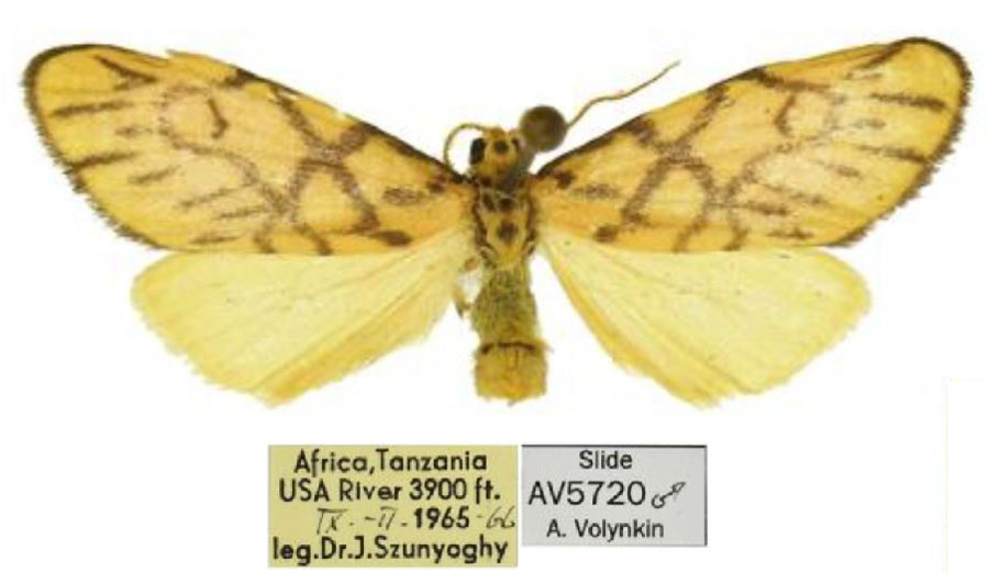 /filer/webapps/moths/media/images/U/usa_Tumicla_PTM_HNHM.jpg