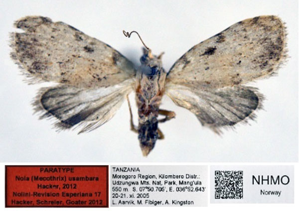 /filer/webapps/moths/media/images/U/usambara_Nola_PT_NHMO_01.jpg