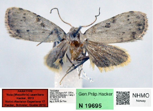 /filer/webapps/moths/media/images/U/usambara_Nola_PT_NHMO_02.jpg