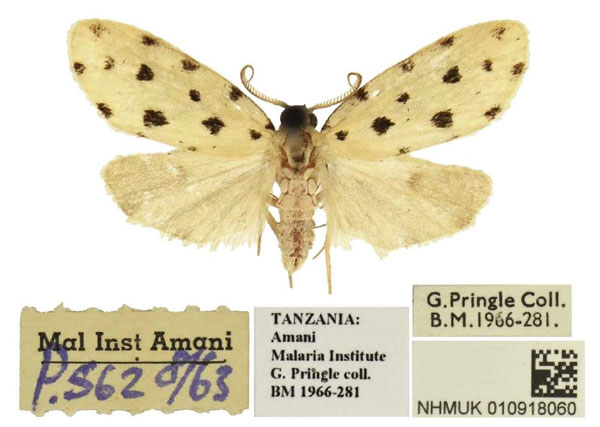 /filer/webapps/moths/media/images/U/usambara_Siccia_HT_BMNH.jpg