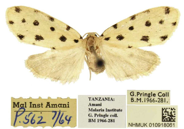 /filer/webapps/moths/media/images/U/usambara_Siccia_PTF_BMNH.jpg