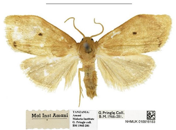 /filer/webapps/moths/media/images/U/usambara_Spatulosia_HT_NHMUK.jpg