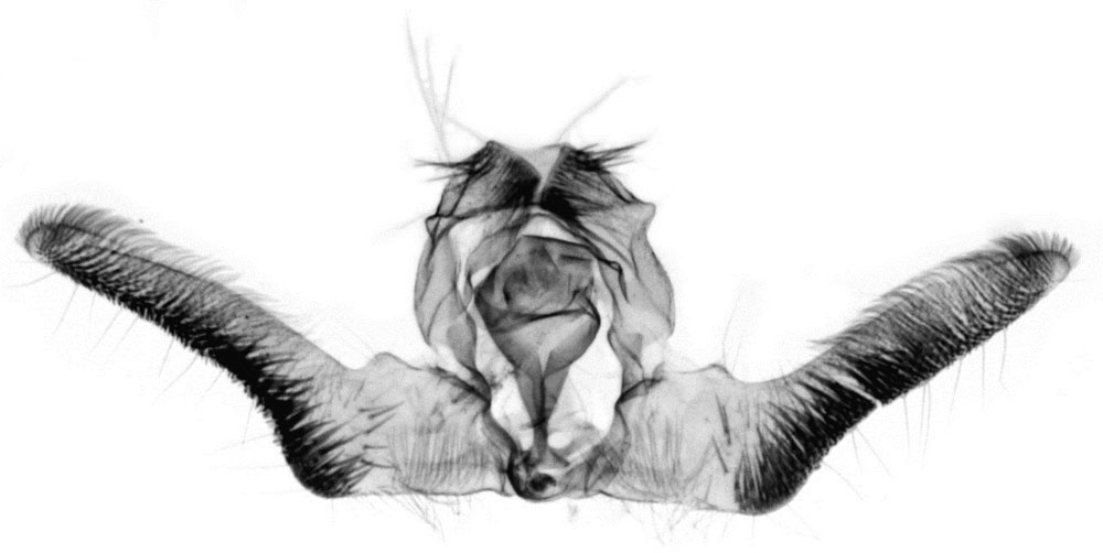 /filer/webapps/moths/media/images/U/usambarae_Anthozela_GMHT_ZMJU_1456.jpg
