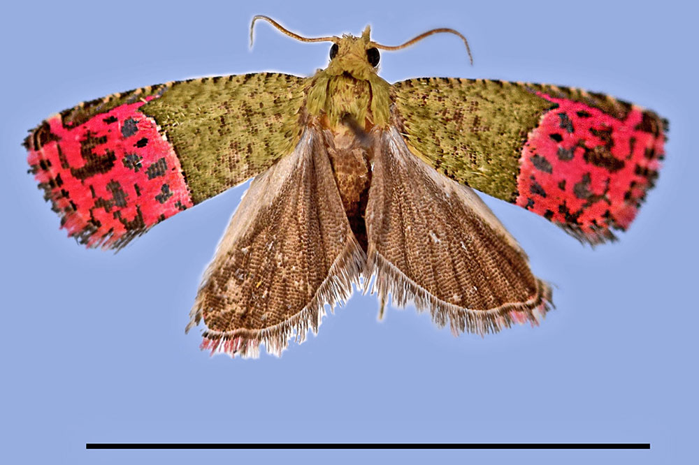 /filer/webapps/moths/media/images/U/usambarae_Prophaecasia_AM_MRSN.jpg