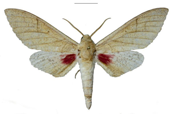/filer/webapps/moths/media/images/U/usambaraensis_Neoclanis_HT_EMEMa.jpg