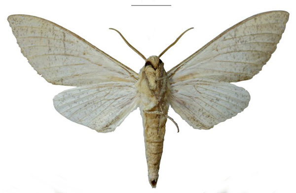 /filer/webapps/moths/media/images/U/usambaraensis_Neoclanis_HT_EMEMb.jpg