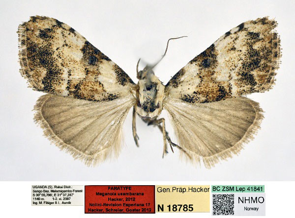/filer/webapps/moths/media/images/U/usambarana_Meganola_PT_NHMO_02_uebLFrY.jpg