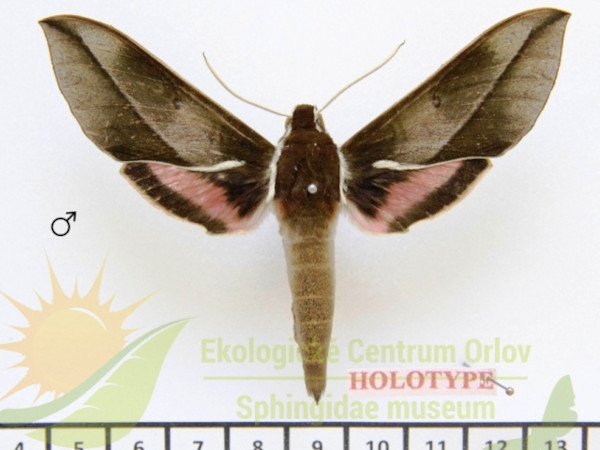 /filer/webapps/moths/media/images/U/usambarensis_Chaerocina_HTM_SMCR.jpg