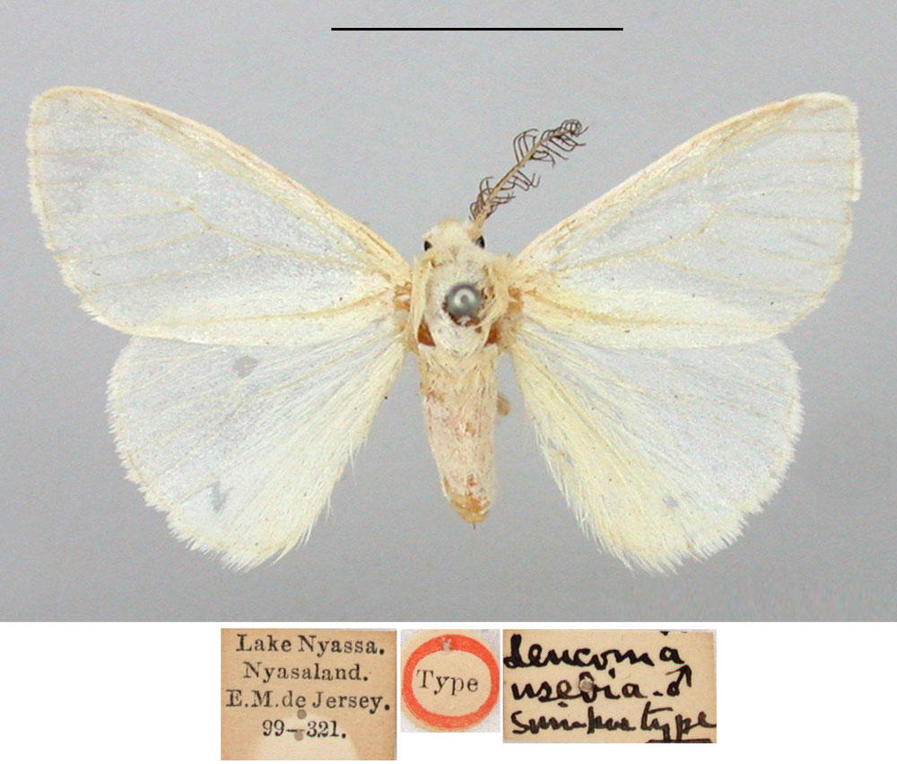 /filer/webapps/moths/media/images/U/usebia_Leucoma_STM_BMNH.jpg