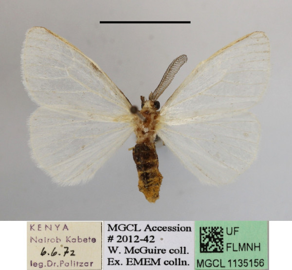 /filer/webapps/moths/media/images/U/usebia_Pteredoa_AM_MGCLa_01.JPG