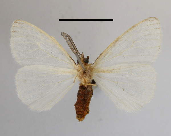 /filer/webapps/moths/media/images/U/usebia_Pteredoa_AM_MGCLb_01.JPG
