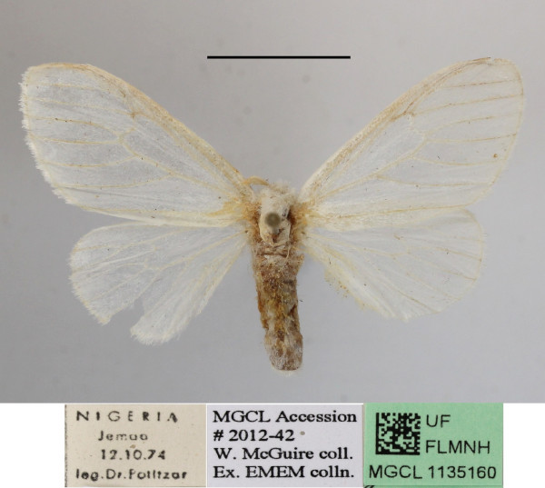 /filer/webapps/moths/media/images/U/usebia_Pteredoa_A_MGCLa_02.JPG