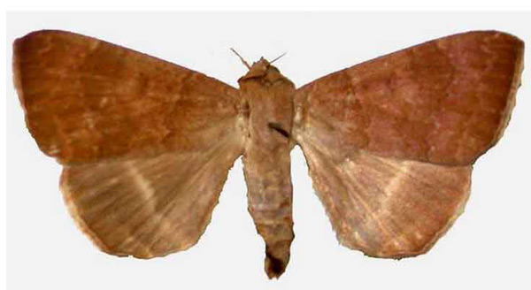 /filer/webapps/moths/media/images/U/usitata_Achaea_A_Behounek.jpg