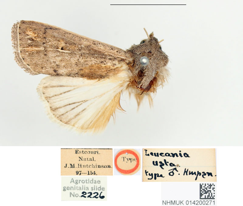 /filer/webapps/moths/media/images/U/usta_Leucania_HT_BMNH.jpg