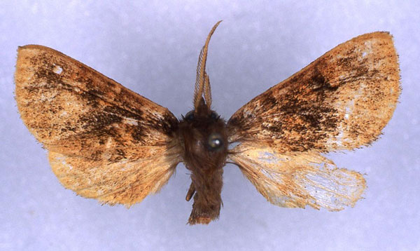 /filer/webapps/moths/media/images/U/usta_Metarctia_HT_RMCA_01.jpg