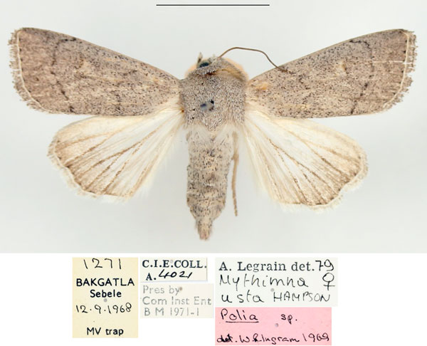 /filer/webapps/moths/media/images/U/usta_Mythimna_AF_BMNH_02.jpg