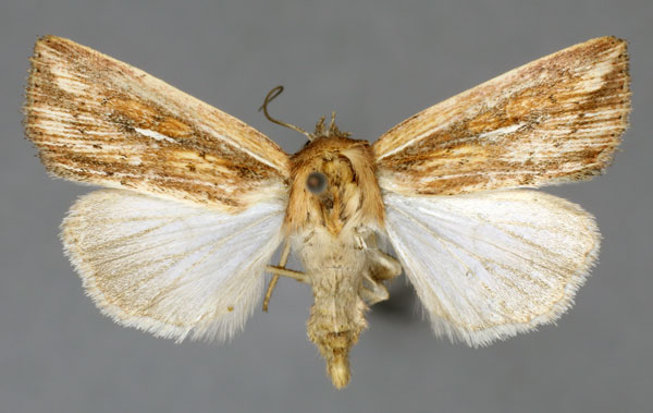 /filer/webapps/moths/media/images/U/ustata_Leucania_AF_ISEA.jpg