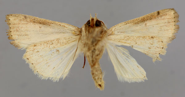 /filer/webapps/moths/media/images/U/ustata_Leucania_A_RMCA_02.jpg