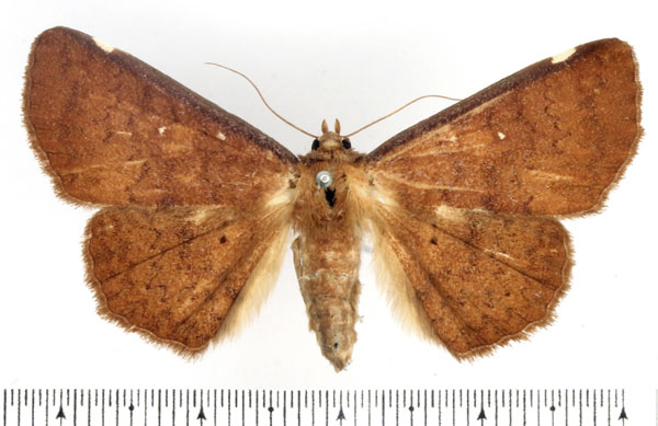 /filer/webapps/moths/media/images/U/ustata_Macellopis_AF_BMNH.jpg