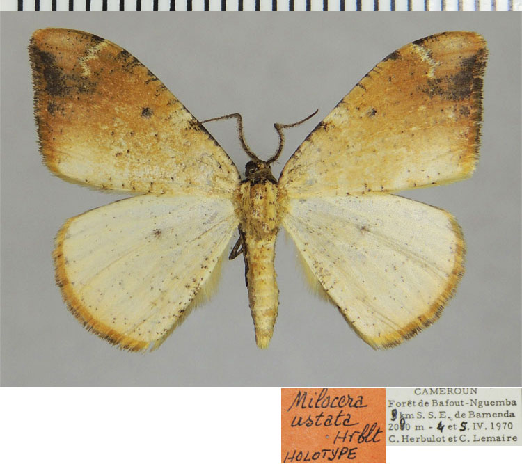 /filer/webapps/moths/media/images/U/ustata_Milocera_HT_ZSMa.jpg