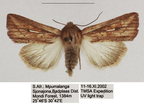 /filer/webapps/moths/media/images/U/ustata_Mythimna_AF_TMSA_01.jpg