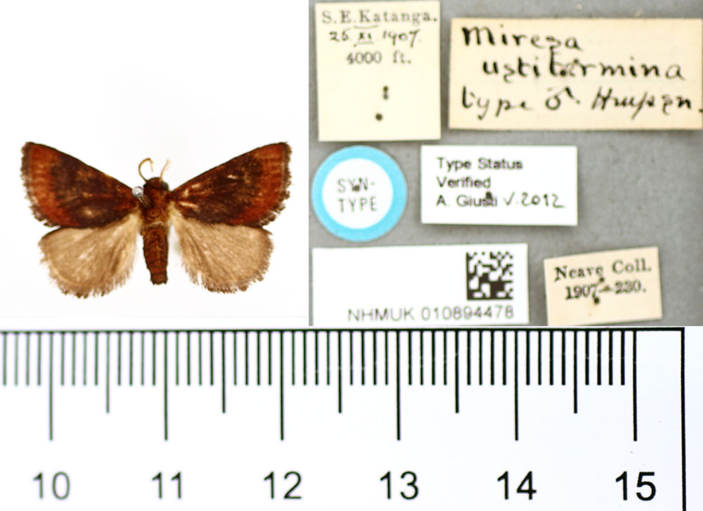 /filer/webapps/moths/media/images/U/ustitermina_Miresa_ST_BMNH.jpg