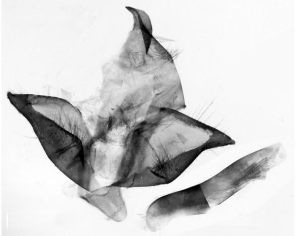 /filer/webapps/moths/media/images/U/ustjuzhanini_Thyretes_GMPT_SZMN.jpg