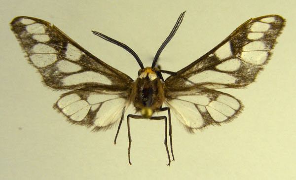 /filer/webapps/moths/media/images/U/ustjuzhanini_Thyretes_PT_SZMN.jpg