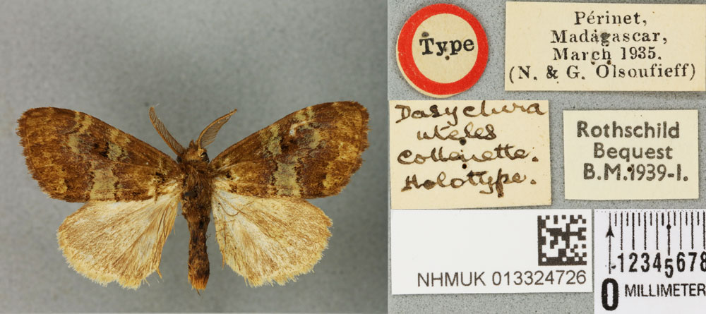 /filer/webapps/moths/media/images/U/uteles_Dasychira_HT_BMNHa.jpg