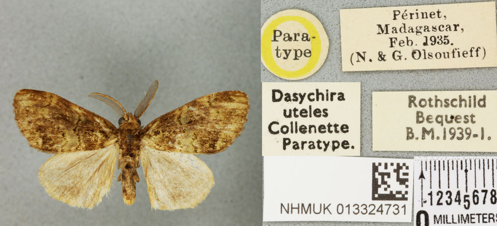 /filer/webapps/moths/media/images/U/uteles_Dasychira_PTM_BMNH_02a.jpg
