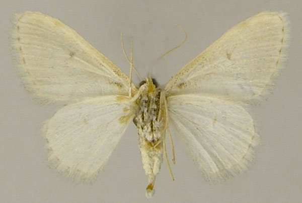 /filer/webapps/moths/media/images/U/uvarovi_Scopula_AF_ZSMb.jpg